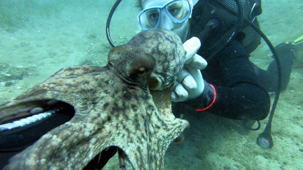 Picture 11 for Activity Agia Pelagia: PADI Open Water Diver International Course