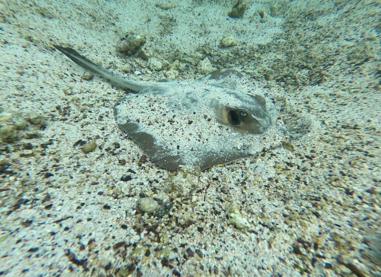 Picture 11 for Activity From Pto Ayora: Day tour to Floreana & Cormorant Point