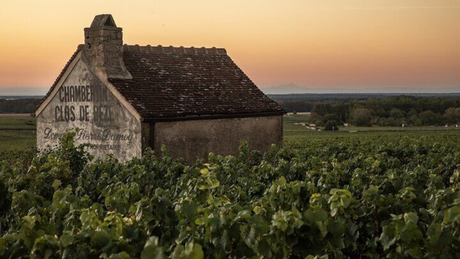 Full-Day Private Wine Tour in Côte de Nuits