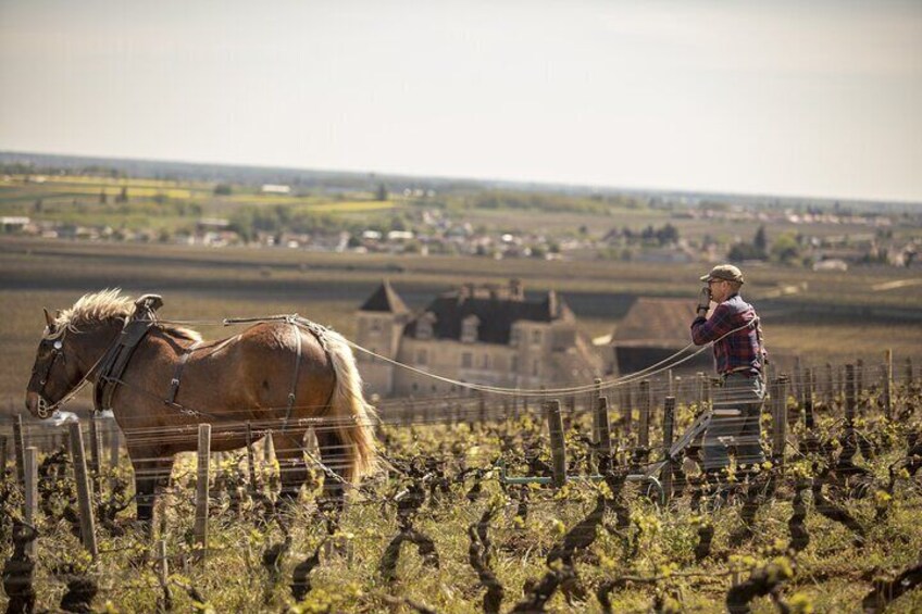 Full-Day Private Wine Tour in Côte de Nuits