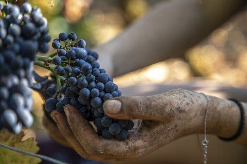 Full-Day Private Wine Tour in Côte de Beaune