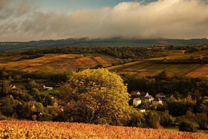 Full-Day Private Wine Tour in Côte de Beaune