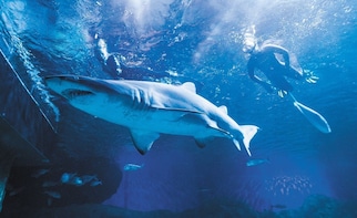 AQWA - The Aquarium of Western Australia - Dive with Sharks