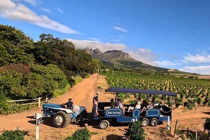 Stellenbosch Wine Tractor hop-on-hop off wine tasting tour