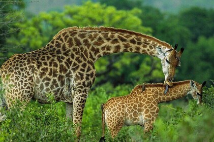 Visite guidée du centre des girafes de Nairobi et du musée Karen Blixen