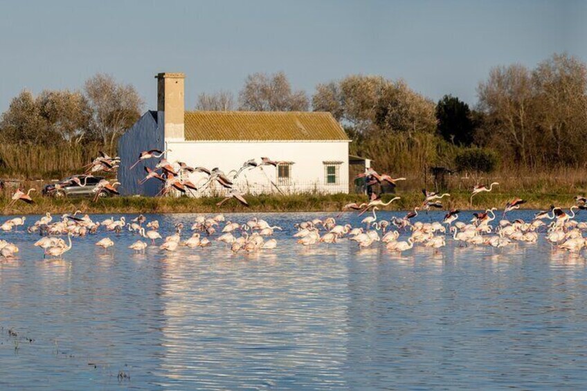 Private Albufera Day Trip: Paella, Boat Ride and Nature Trek