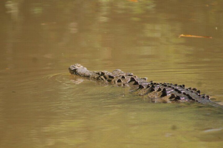 Terraba-Sierpe Mangrove Tour 