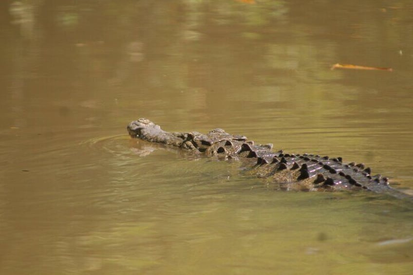 Terraba-Sierpe Mangrove Tour