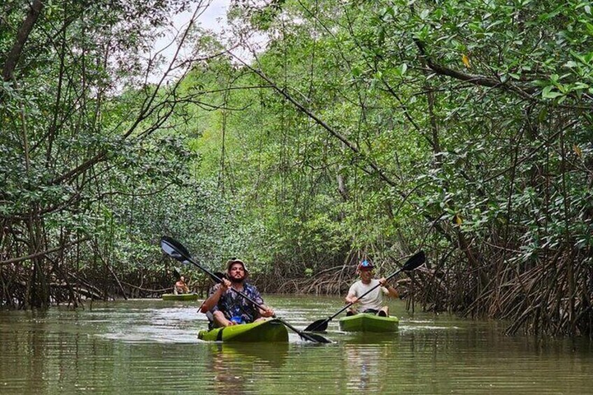 Terraba-Sierpe Mangrove Tour 