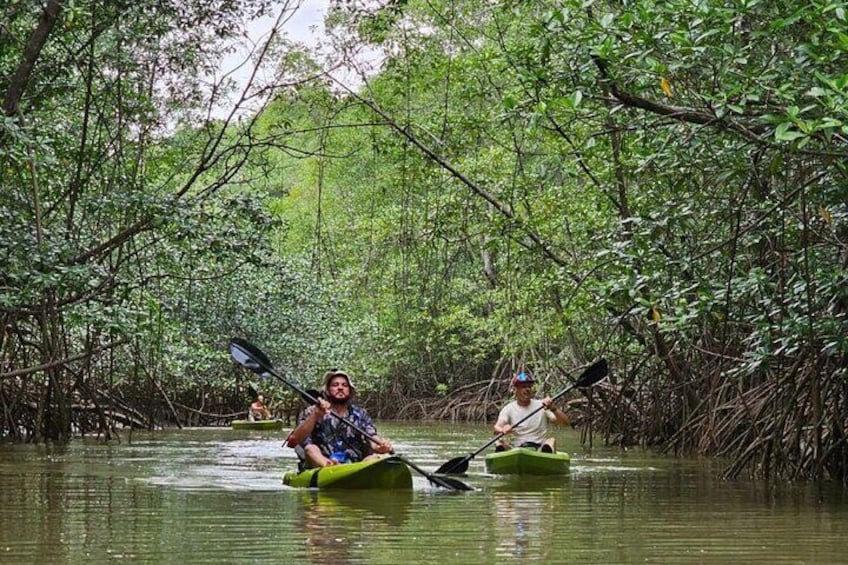 Terraba-Sierpe Mangrove Tour