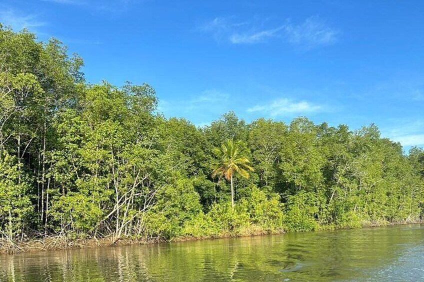 Terraba-Sierpe Mangrove Tour 