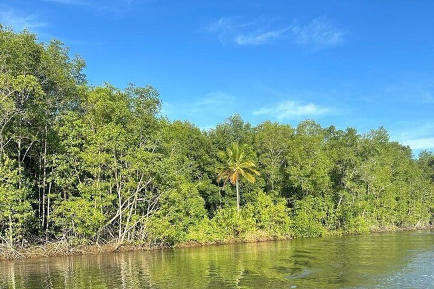 Terraba-Sierpe Mangrove Tour