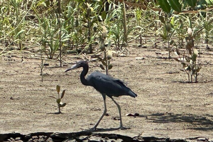Terraba-Sierpe Mangrove Tour