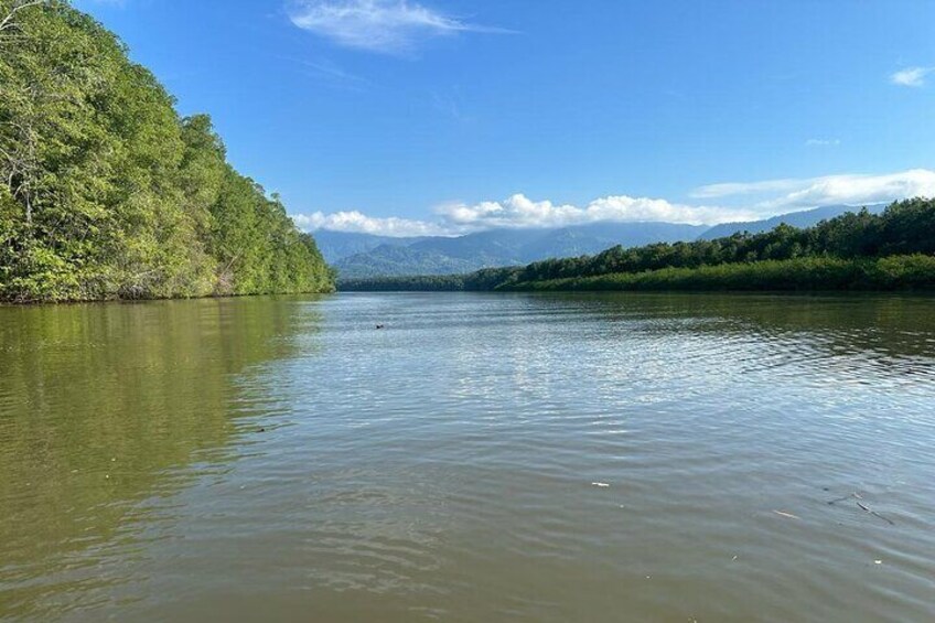 Terraba-Sierpe Mangrove Tour