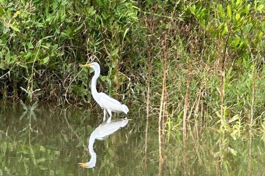 Terraba-Sierpe Mangrove Tour 