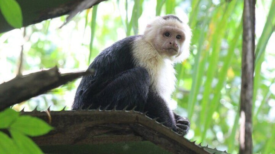 Terraba-Sierpe Mangrove Tour