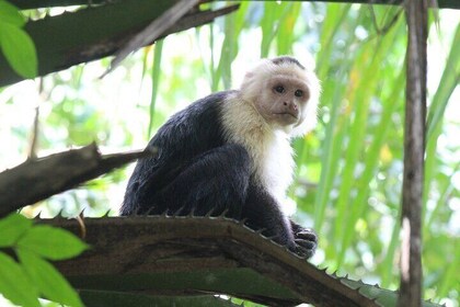 Terraba-Sierpe Mangrove Tour