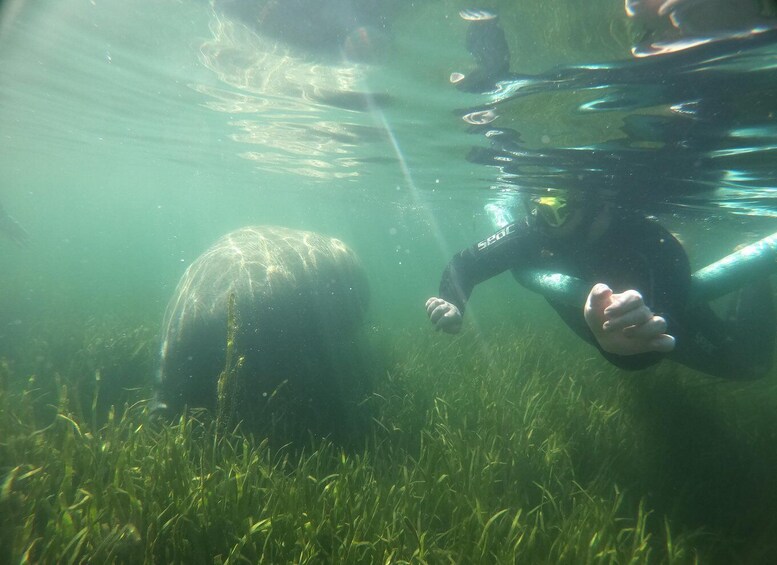 Picture 2 for Activity Crystal River Manatee Snorkeling Tour- 8 Guests To A Boat