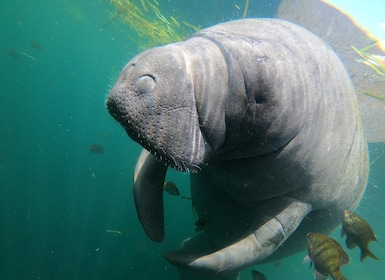 Crystal River: Manatee Snorkeling Tour for up to 8