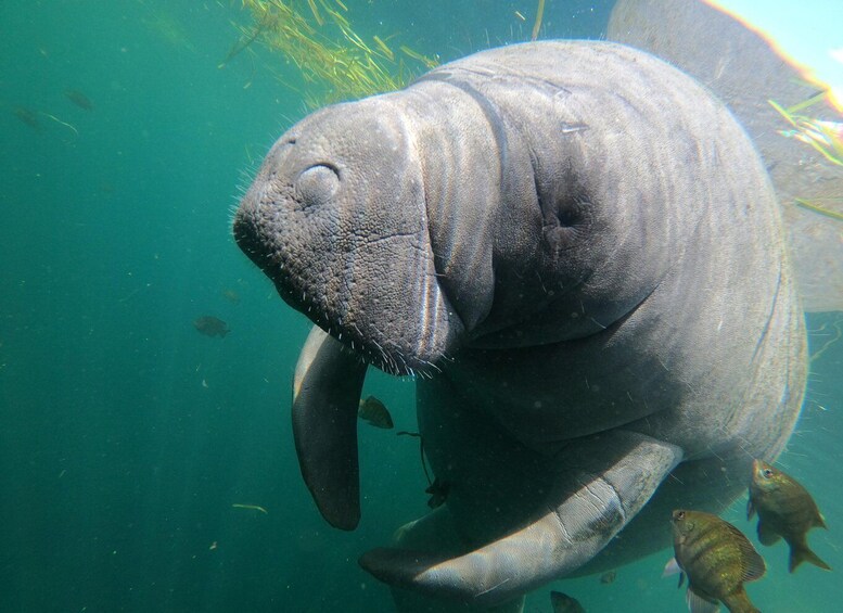 Crystal River Manatee Snorkeling Tour- 8 Guests To A Boat