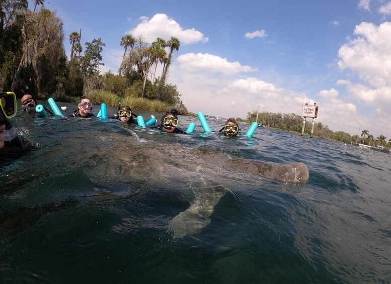 Picture 7 for Activity Crystal River Manatee Snorkeling Tour- 8 Guests To A Boat