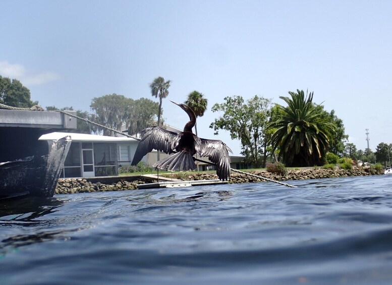 Picture 5 for Activity Crystal River Manatee Snorkeling Tour- 8 Guests To A Boat