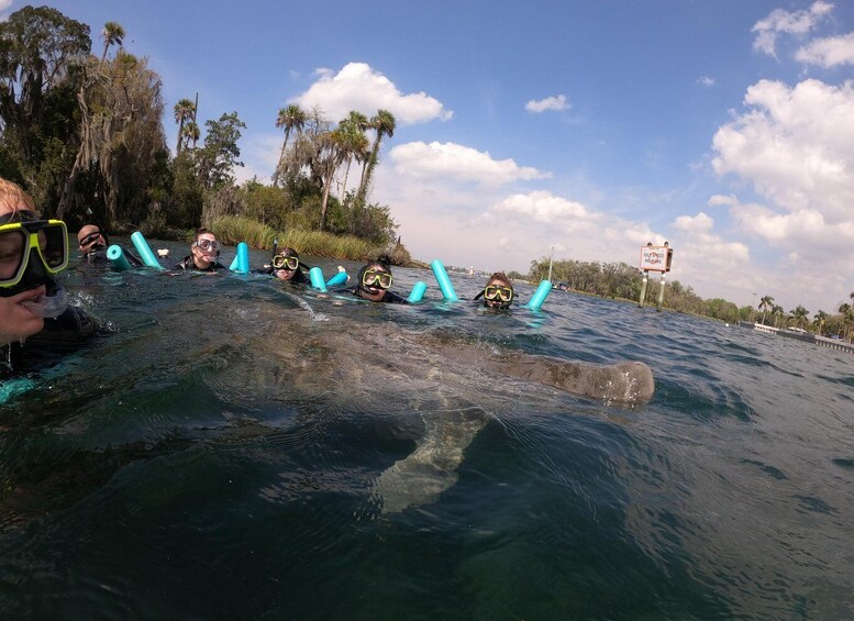 Picture 7 for Activity Crystal River Manatee Snorkeling Tour- 8 Guests To A Boat