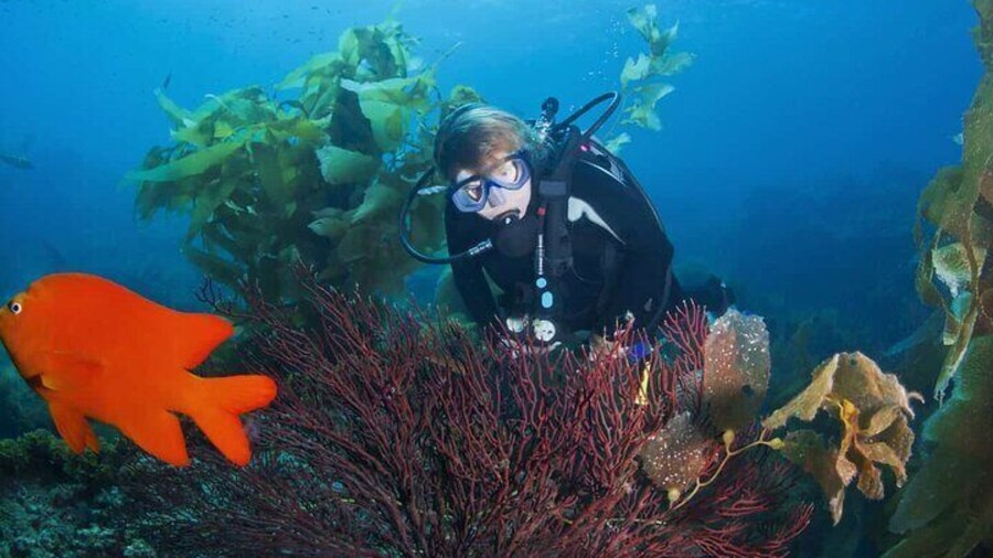 Full Day Catalina Island With Scuba Diving
