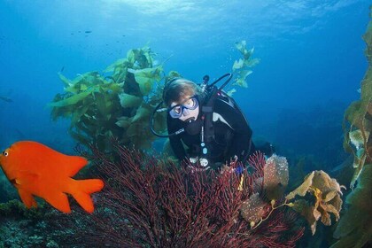 Full Day Catalina Island With Scuba Diving