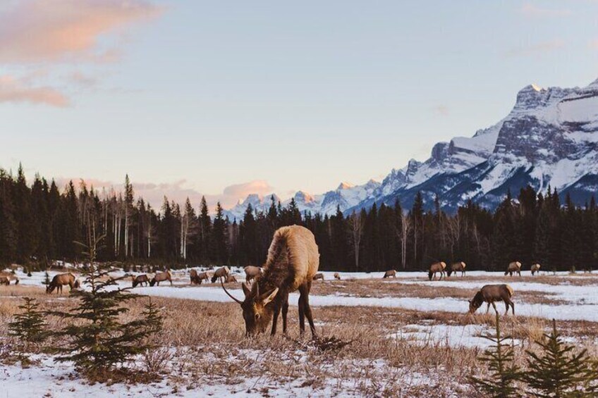 Day Trip to Icefield Parkway, Johnston Canyon from Calgary, Banff