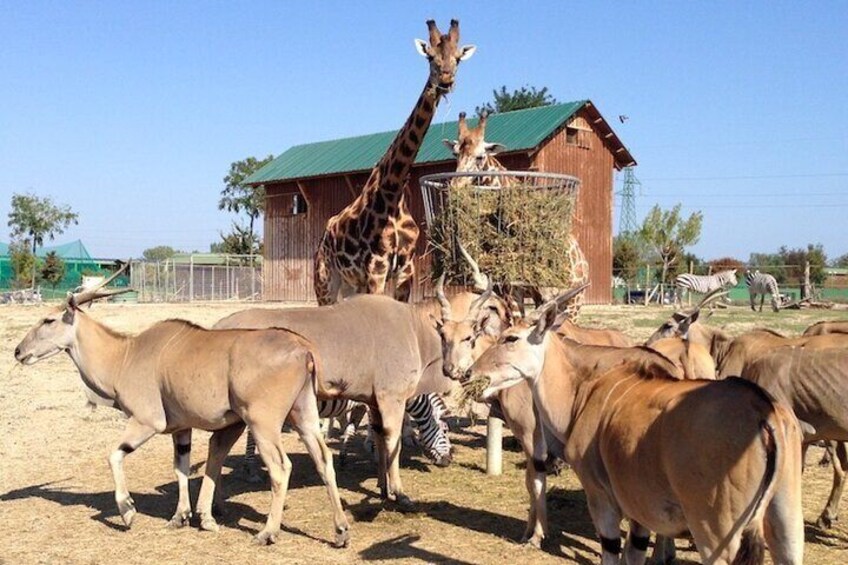 Animals