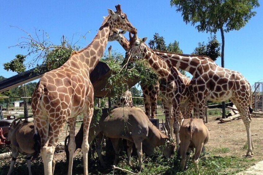 Animals