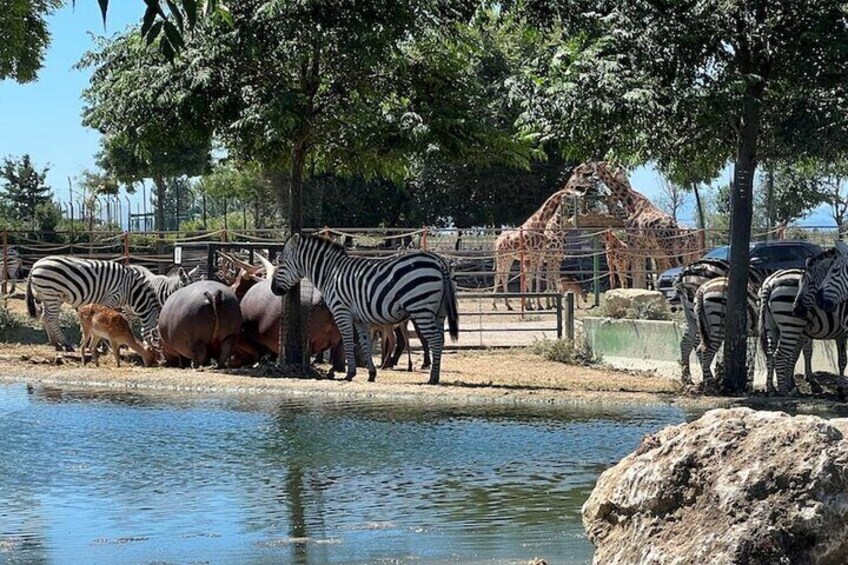 Animals