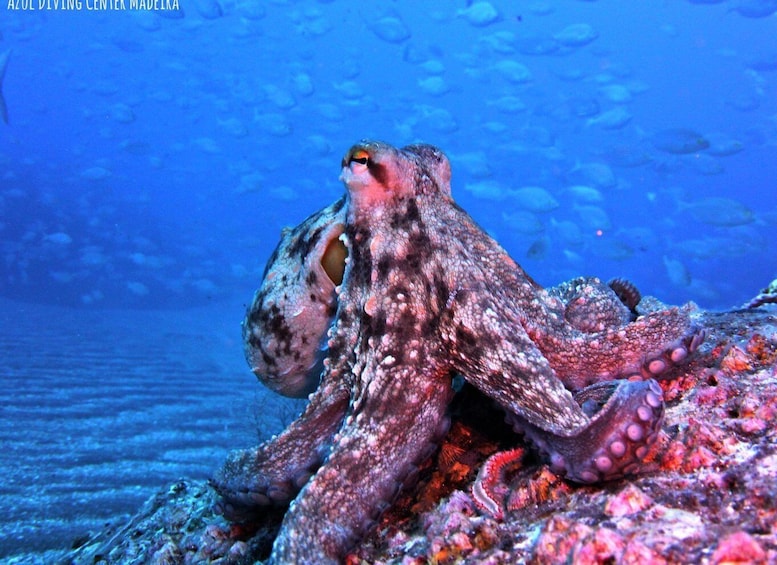 Picture 9 for Activity Madeira, Ponta São Lourenço: Scuba Diving for Beginners