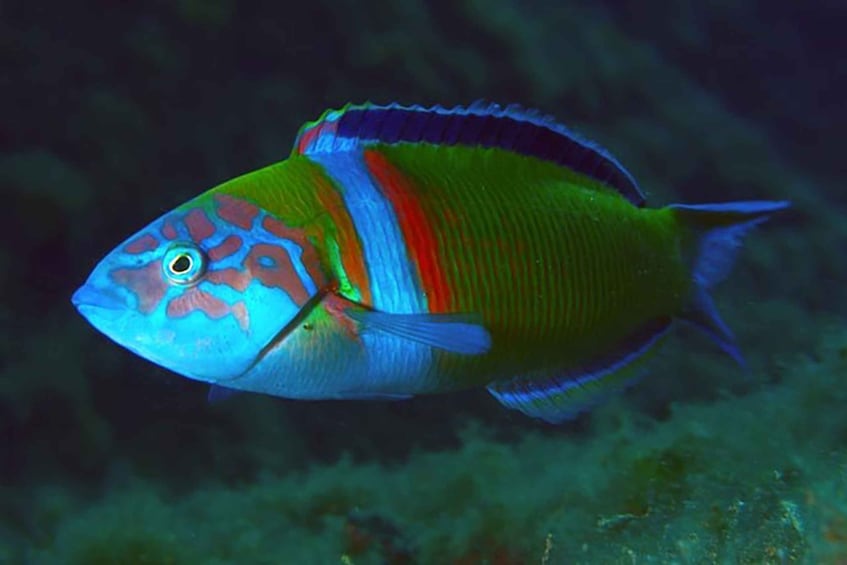 Picture 5 for Activity Madeira, Ponta São Lourenço: Scuba Diving for Beginners