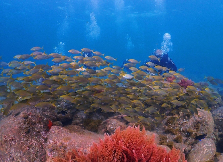 Picture 3 for Activity Madeira, Ponta São Lourenço: Scuba Diving for Beginners