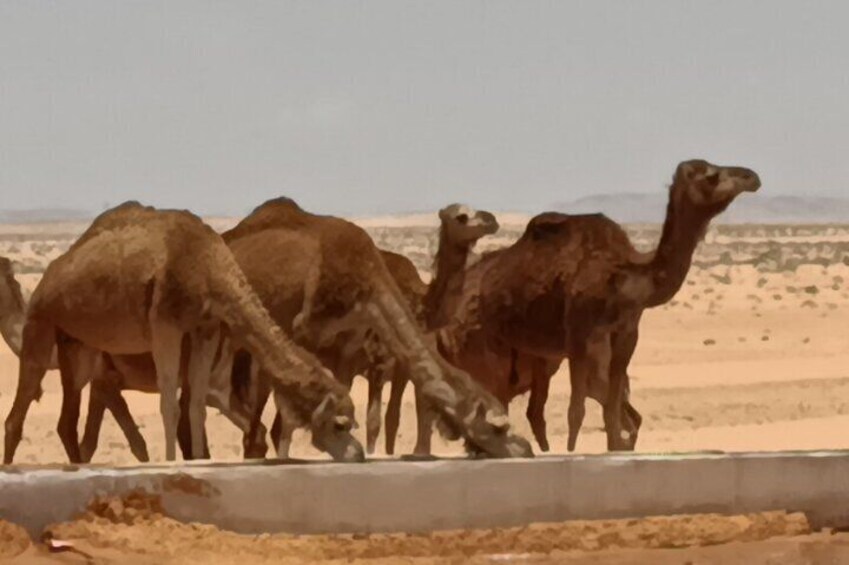 3-day excursion to the Sahara from Hammamet