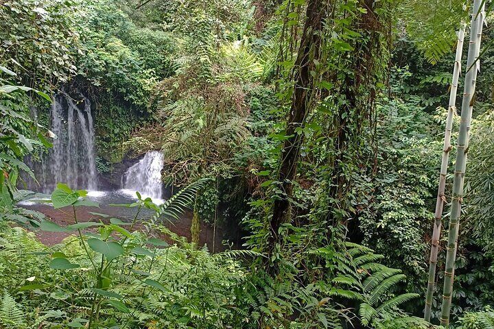 Jungle Trekking With Jatiluwih Unesco Heritage Site In Tabanan