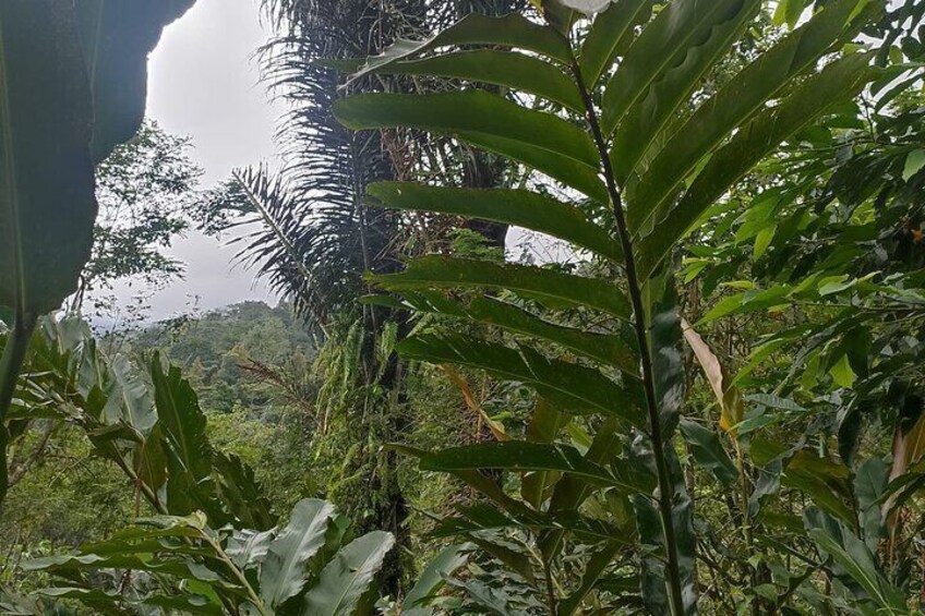 Jungle Trekking With Jatiluwih Unesco Heritage Site In Tabanan