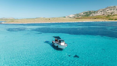 From Stintino: Half-Day Speedboat Tour to Asinara