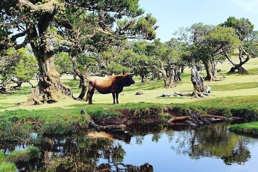 Full Day Jeep Safari Tour to Porto Moniz and Cabo Girão