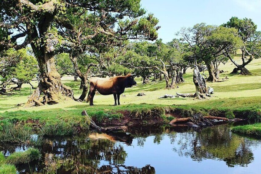 Full Day Jeep Safari Tour to Porto Moniz and Cabo Girão