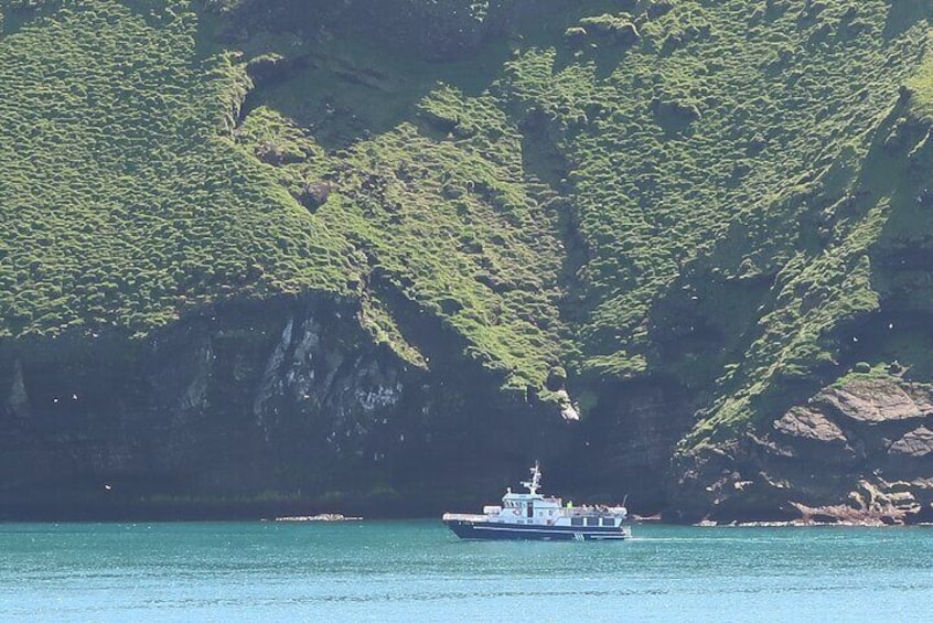 Boat Tour in Vestmannaeyjar