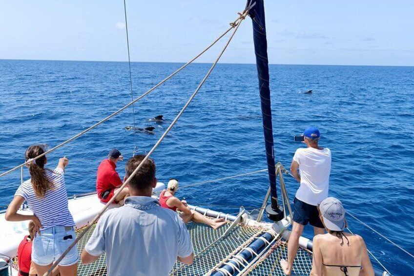 Catamaran Half Day - Beautiful day on the Atlantic Ocean