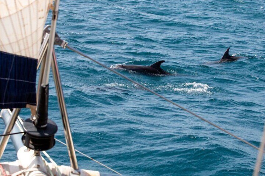 Catamaran Half Day - Beautiful day on the Atlantic Ocean