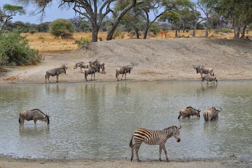 4 Days Tarangire, Serengeti and Ngorongoro Crater Mid Range Tour