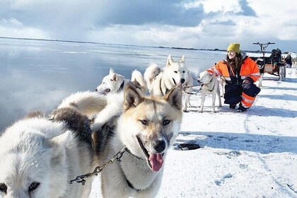 Husky Sledding Small-Group Tour from Capital Region