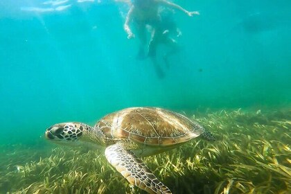 Snorkeling w/ Manatees & Turtles in San Juan! (FREE RUM)