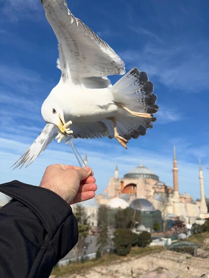 Discover the Highlights of Istanbul: Best Walking City Tour