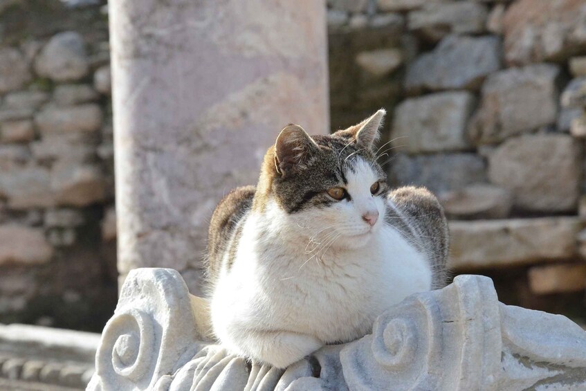 Picture 4 for Activity From Kusadasi Port: Ephesus Tour with Skip-the-Line Entry